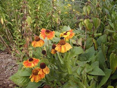 Hellianthum