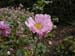Anemone
