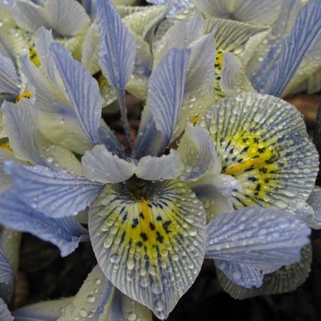 mini iris