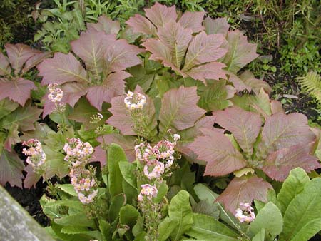 Bog Garden