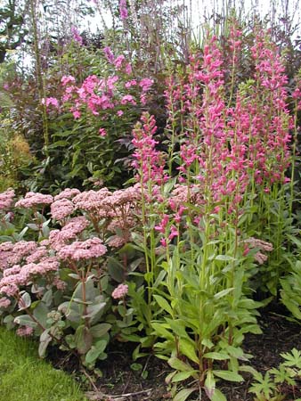 Lobia Sedum