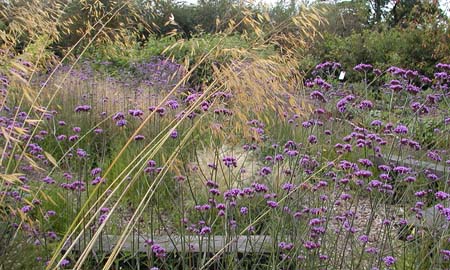 Stipa with Verbena