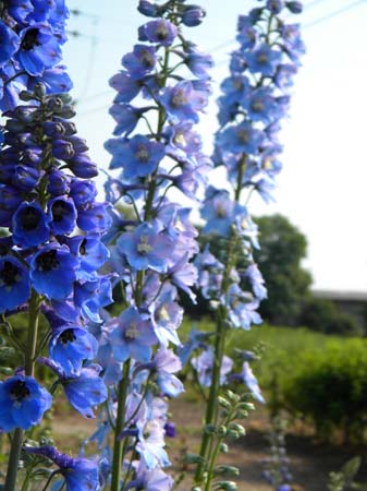 aconitum