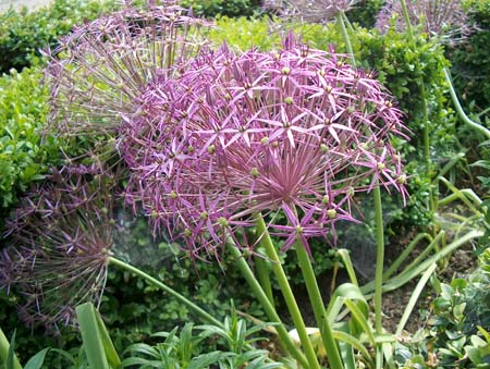 allium2