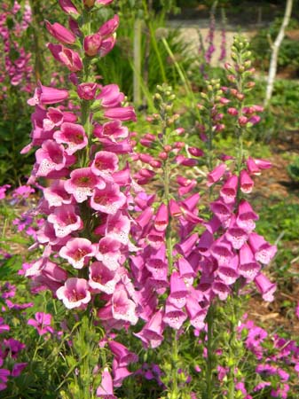 digitalis