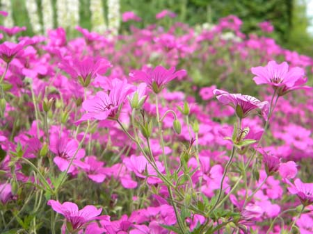 geranium