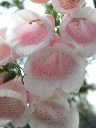 pinkdigitalis