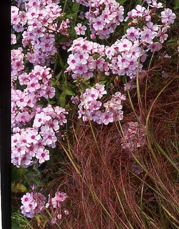 plants1