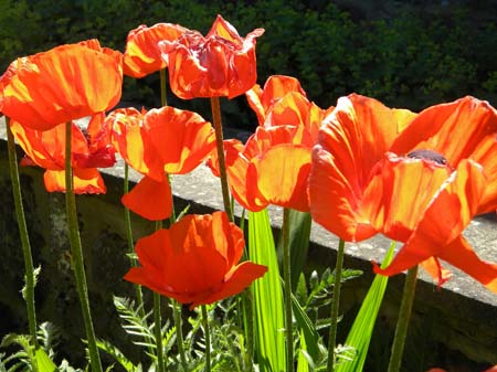 poppy1