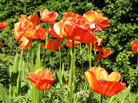 poppy2