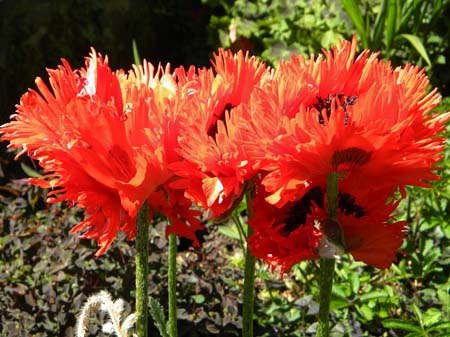 poppy3