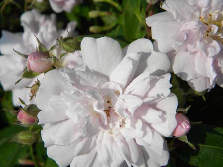 rose