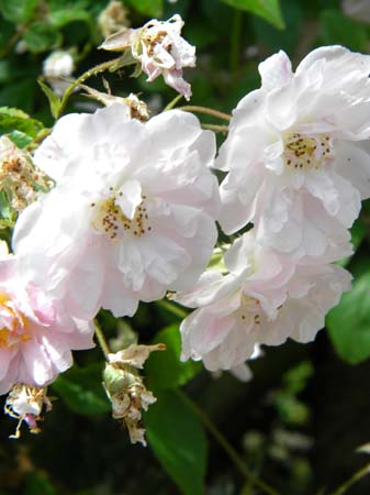 roses