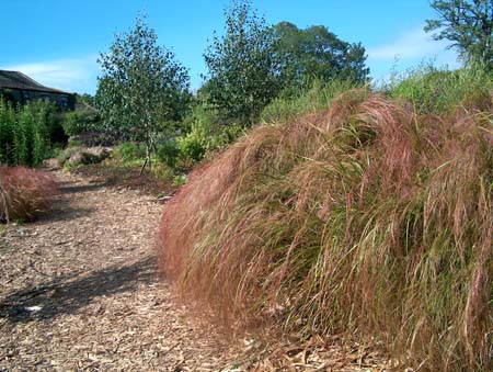 stipa