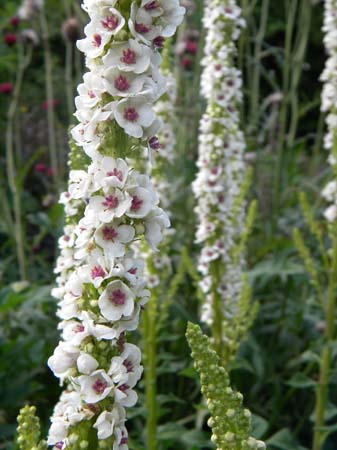 verbascum