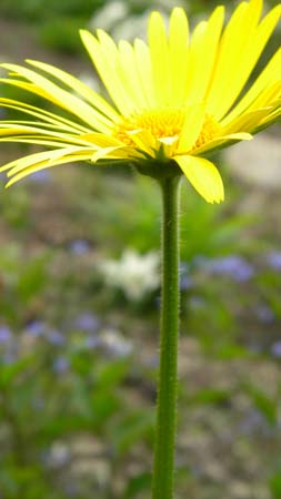 yellowflower