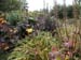 Bog Garden 3