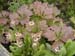 Bog Garden