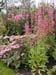 Lobia Sedum