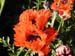 Poppies