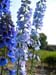 aconitum