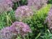 allium