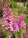 digitalis