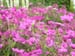 geranium