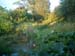 pondplants