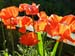 poppy1