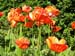poppy2