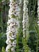 verbascum
