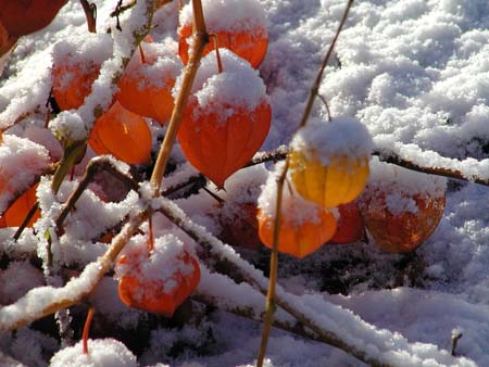 Physalis alkekengi