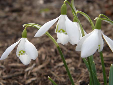 Snowdrops
